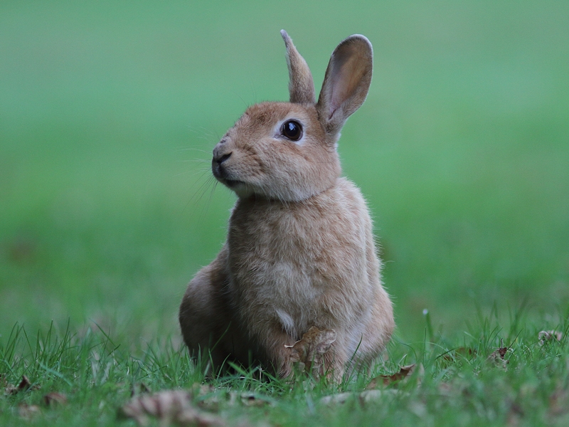 Zoogdieren